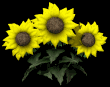 sunflowers_wave_mb.gif