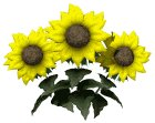 sunflowers_wave_lw.gif