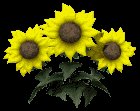 sunflowers_wave_lc.gif