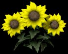 sunflowers_wave_lb.gif