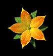 single_flower_mb.gif