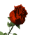 redrose_sw.gif