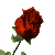 redrose_sc.gif