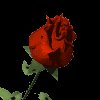 redrose_mc.gif