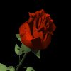 redrose_mb.gif