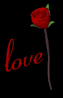 red_rose_open_meaning_a_sb.gif