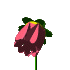 red_flower_mc.gif