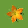 pretty_flower_special_mc.gif