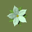 pretty_flower_green_lc.gif