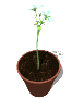 pot_flowers_openclose_sw.gif