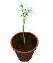 pot_flowers_openclose_sc.gif