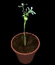 pot_flowers_openclose_mc.gif