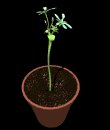 pot_flowers_openclose_mb.gif