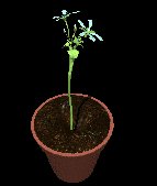 pot_flowers_openclose_lc.gif