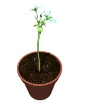 pot_flowers_openclose_hr.jpg