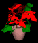 poinsetta_sb.gif