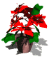 poinsetta_mw.gif