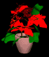 poinsetta_mb.gif