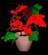 poinsetta_lc.gif