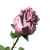 pinkrose_sw.gif