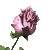 pinkrose_sc.gif