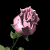 pinkrose_sb.gif