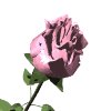 pinkrose_mw.gif