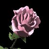 pinkrose_mc.gif