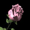 pinkrose_mb.gif