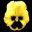 pansy_yellow_tb.gif