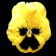 pansy_yellow_sb.gif