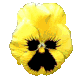 pansy_yellow_mc.gif