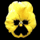 pansy_yellow_mb.gif