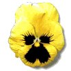 pansy_yellow_lw.gif