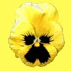 pansy_yellow_lc.gif