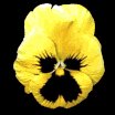 pansy_yellow_lb.gif