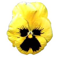 pansy_yellow_hr.jpg