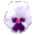 pansy_white_tc.gif