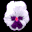 pansy_white_tb.gif