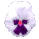 pansy_white_sc.gif