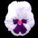 pansy_white_sb.gif