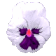 pansy_white_mc.gif