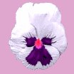 pansy_white_lc.gif