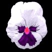 pansy_white_lb.gif