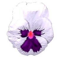 pansy_white_hr.jpg