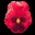 pansy_red_tb.gif
