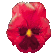 pansy_red_sc.gif