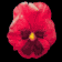 pansy_red_sb.gif