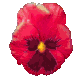 pansy_red_mc.gif
