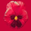 pansy_red_lc.gif